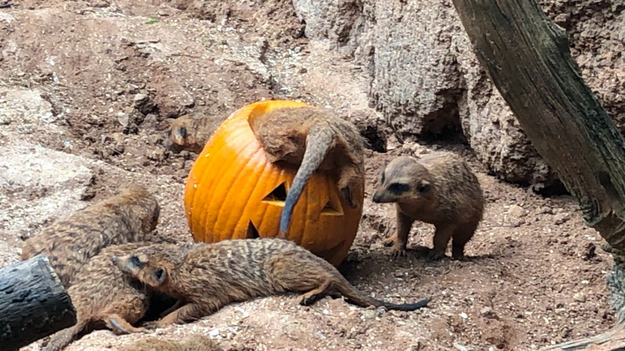 Central Florida zoos are celebrating Halloween in their own special way. (Allison Walker Torres/Spectrum News 13)