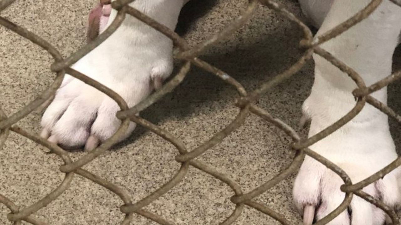 Gov. Ron DeSantis has signed a bill that authorizes the court to take certain actions regarding the care, possession, or control of an animal in domestic violence injunctions​. (Spectrum News file)