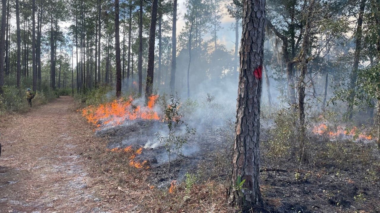 The St. Johns River Water Management District is conducting a 92-acre prescribed burn Tuesday at Heart Island Conservation Area in Volusia County to help prevent wildfires, burn off naturally built up fuels, and manage the growth of shrubs. (St. Johns River Water Management District)