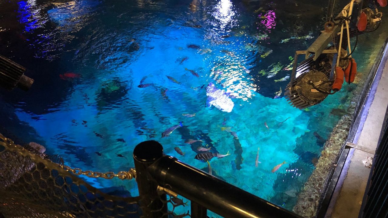 Sea Life Orlando Aquarium offering its behind-the-scenes tour, giving visitors a chance to see marine life in a different way. (Spectrum News/Ashley Carter)