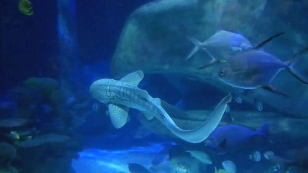 Joy, a female zebra shark, has arrived at Sea Life Orlando Aquarium. (Courtesy of Sea Life Orlando)