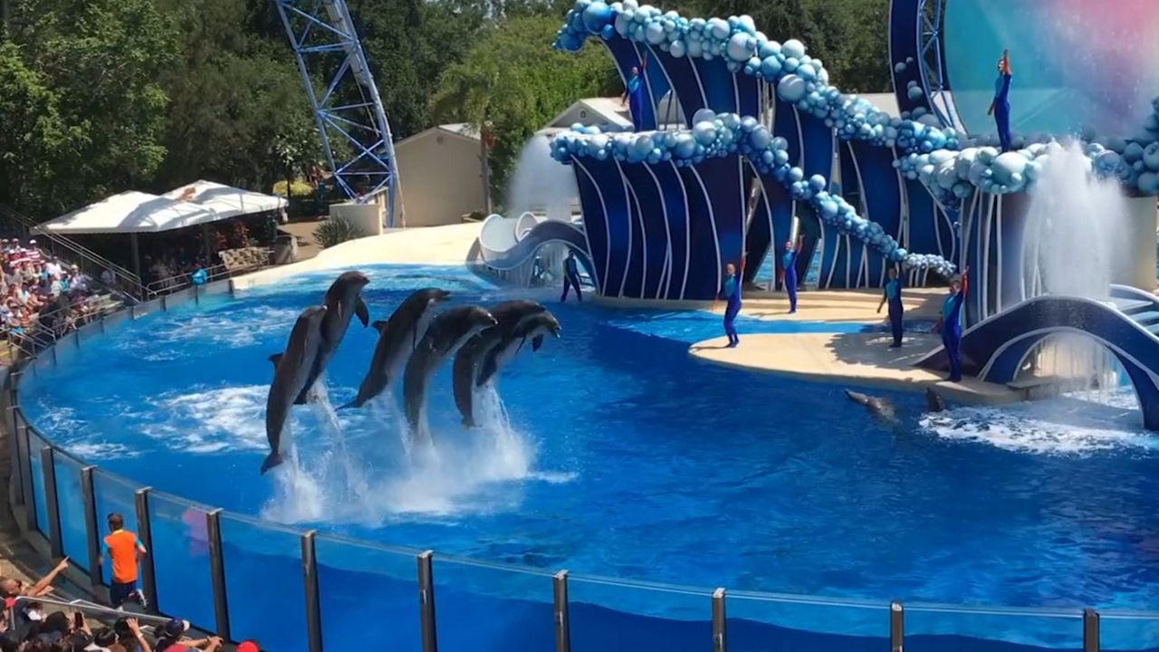 The Dolphin Days show at SeaWorld Orlando. (Spectrum News 13)