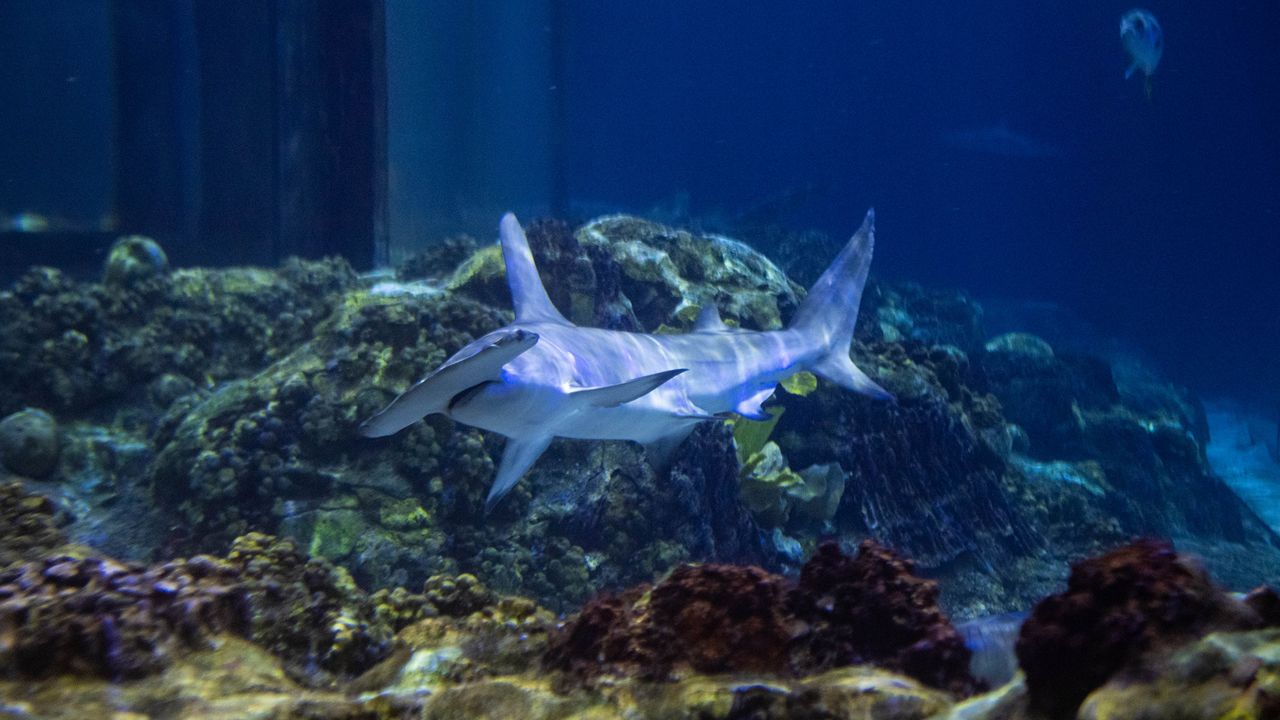 giant hammerhead shark underwater world