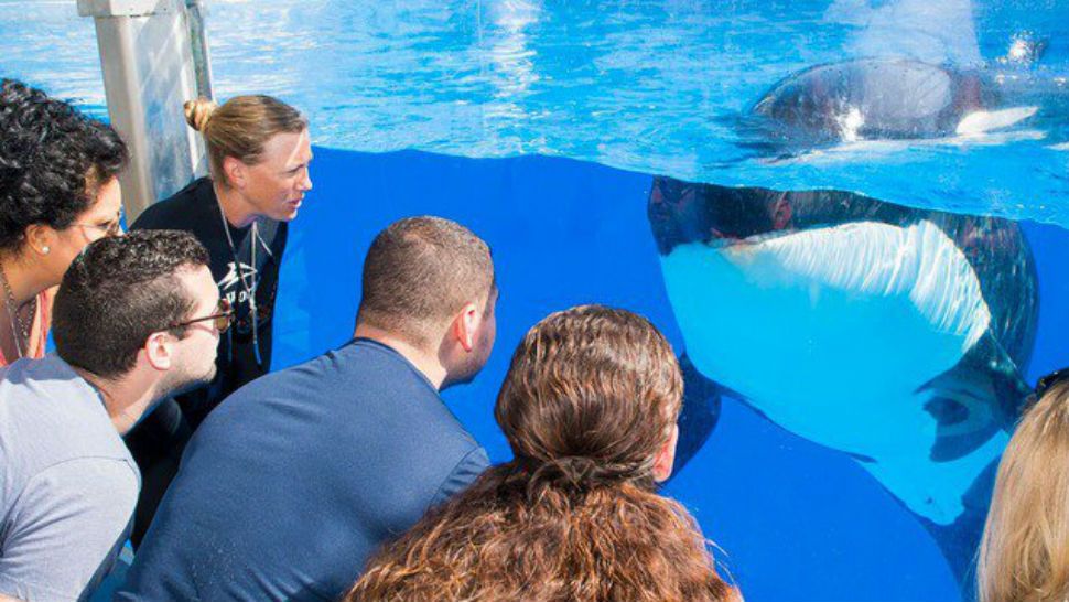 Visitors interact with an orca at SeaWorld (File)