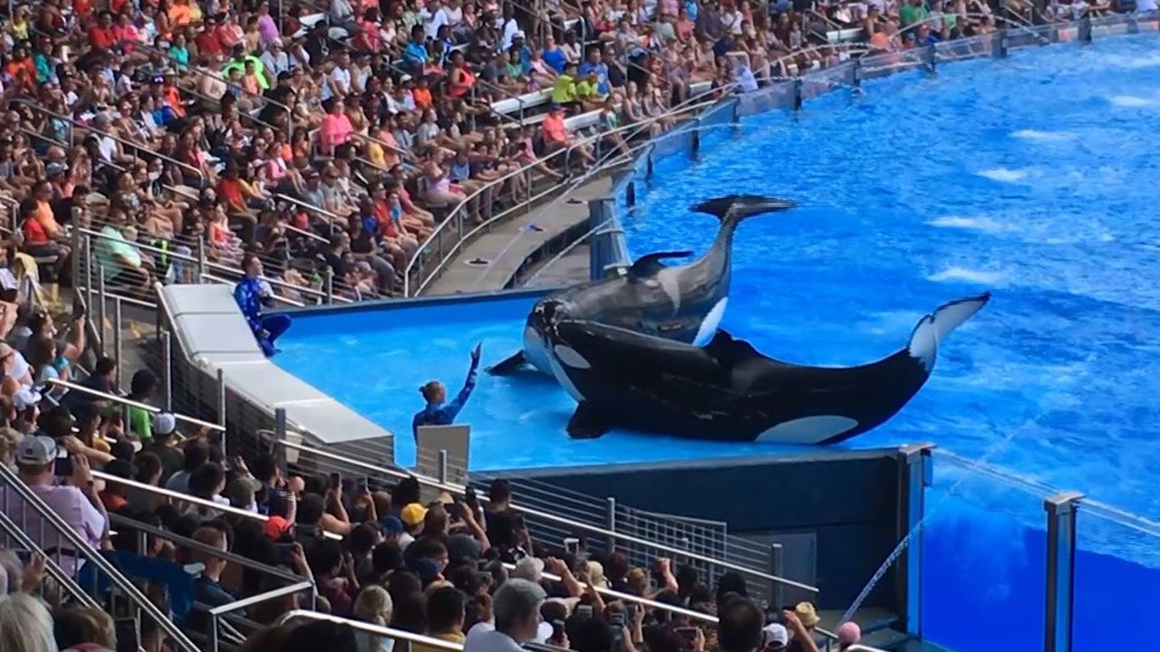 SeaWorld has reached a settlement in the shareholder lawsuit that alleged former executives misled investors about the impact "Blackfish" had on its business. (File)