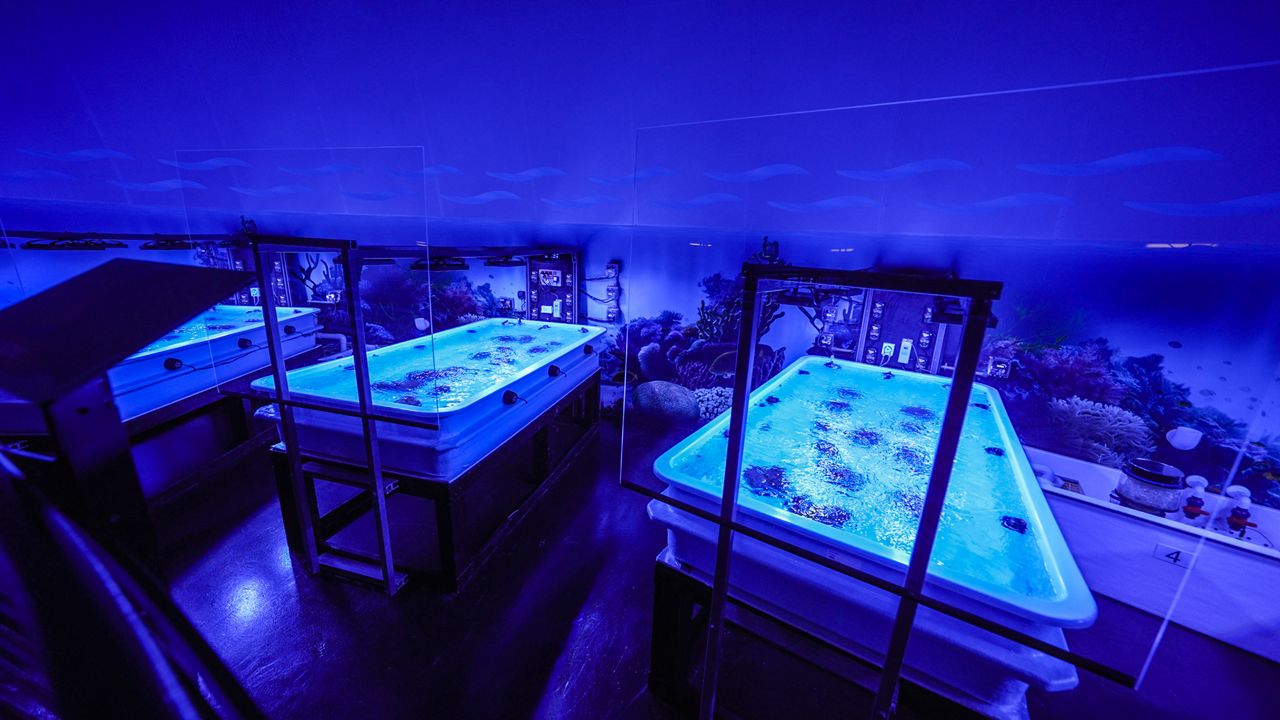 At SeaWorld Orlando's new Coral Rescue Center, park visitors can see different types of coral and learn about efforts to save them. (Photo: SeaWorld)
