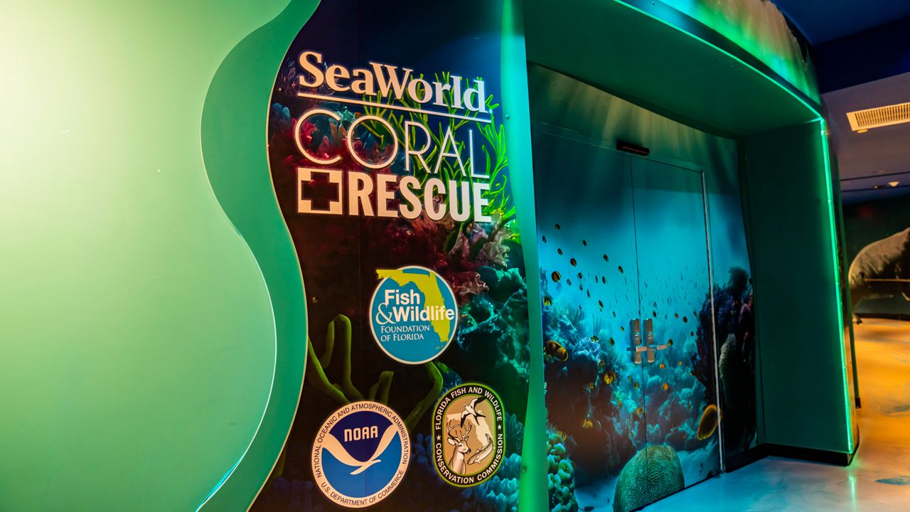 SeaWorld Orlando on Friday, June 9, opened its new Coral Rescue Center. (Photo: SeaWorld)