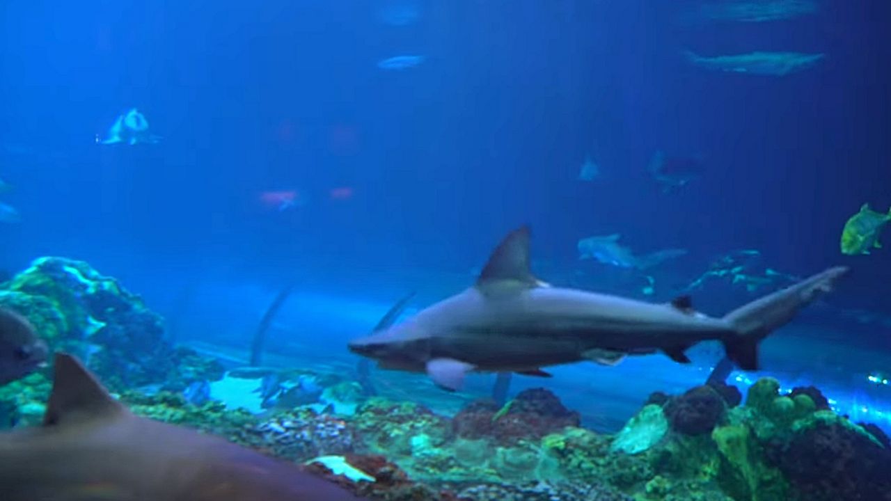SeaWorld Orlando is celebrating sharks this week with special park experiences. (SeaWorld)