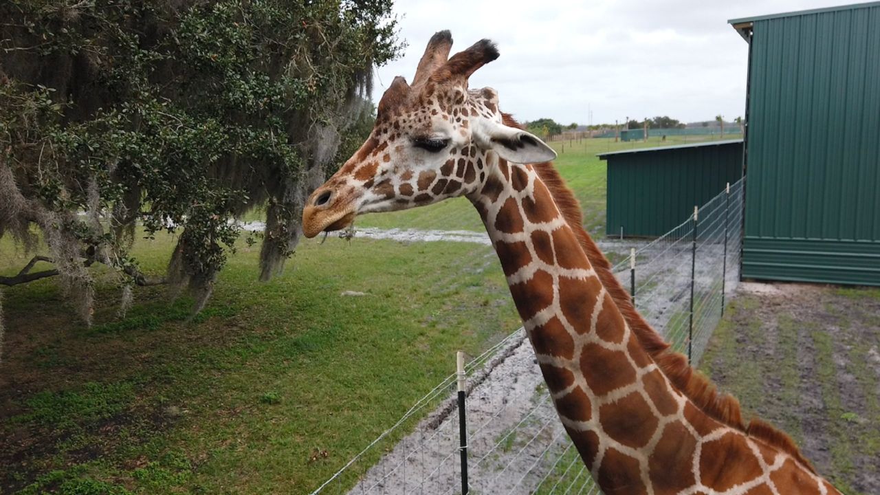 wild florida safari hours