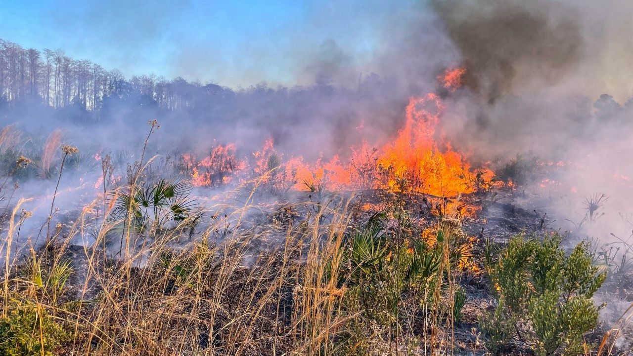 The 92-acre burn in the Lake Monroe Conservation area, located south of Lemon Bluff Road, helps prevent wildfires, burn off naturally built up fuels, and manage the growth of shrubs. (St. Johns River Water Management District)