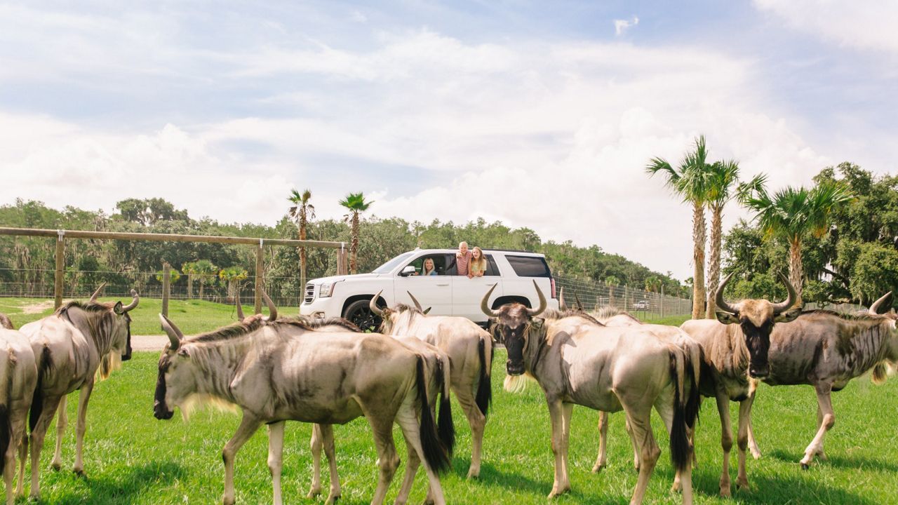 Wild Florida has increased the size of its Drive-thru Safari. (Wild Florida)