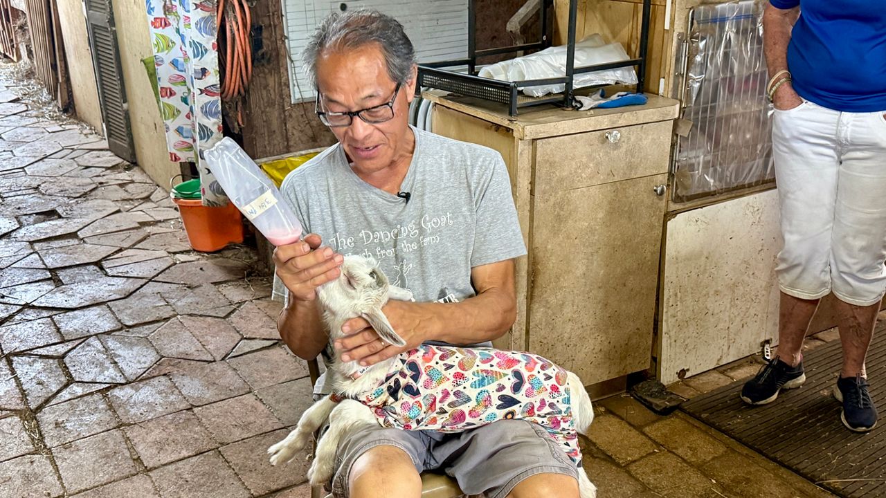 Learn to nanny baby goats at Tampa’s Dancing Goat Dairy Farm