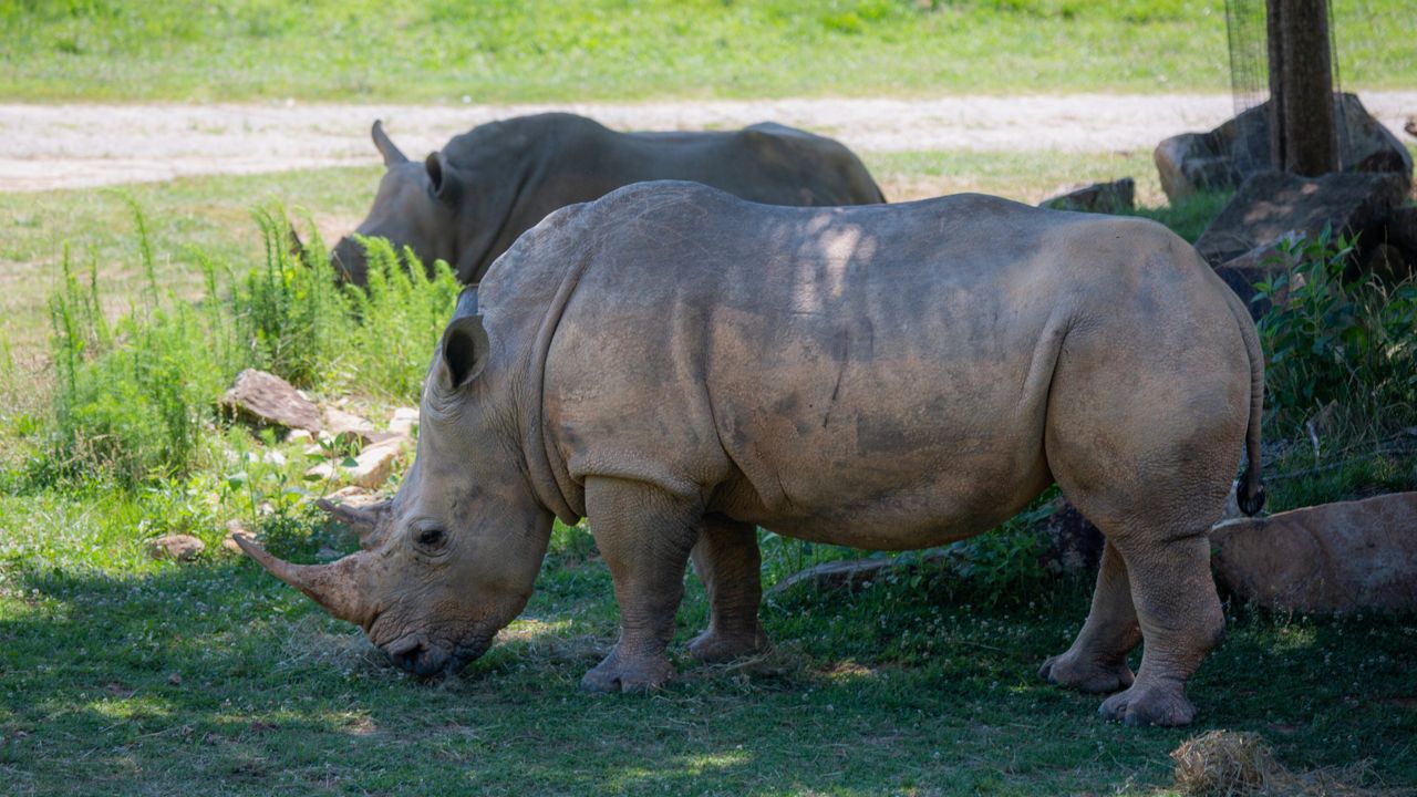 North Carolina Zoo rhinoceros, "Natalie" (North Carolina Zoo)