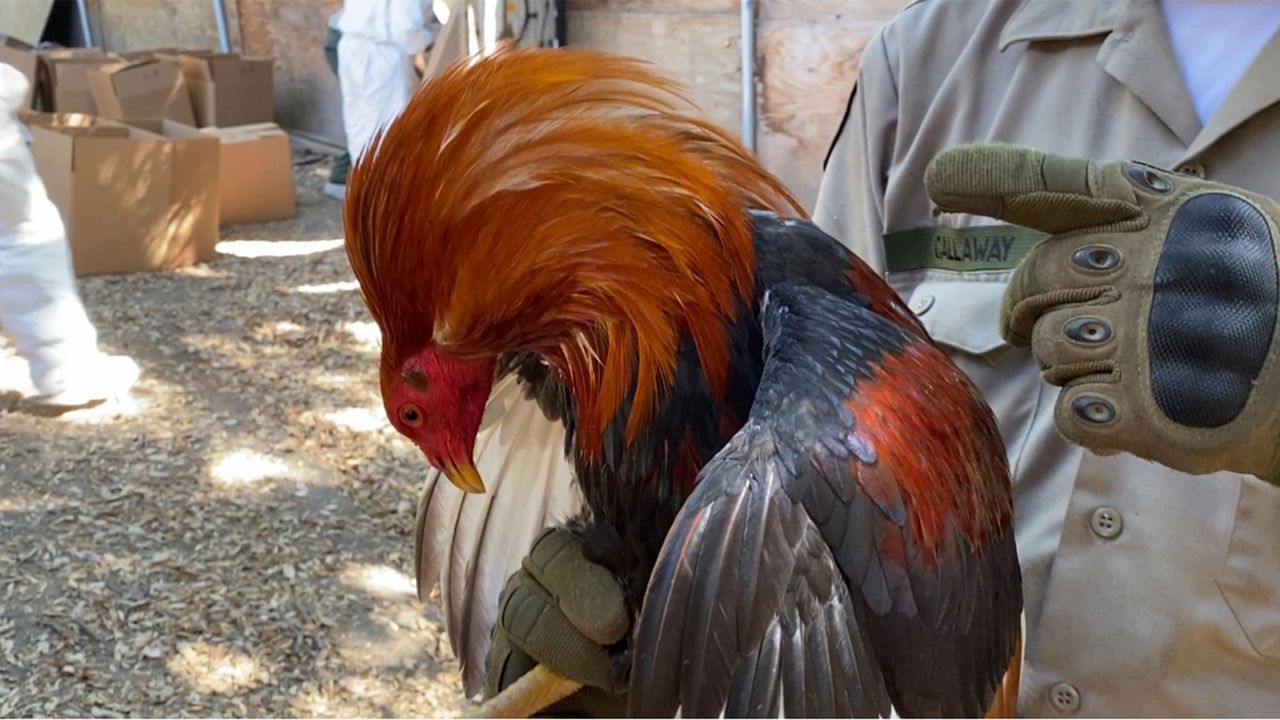 Sheriff's deputy tracks, dismantles cockfighting operations - Vimarsana News
