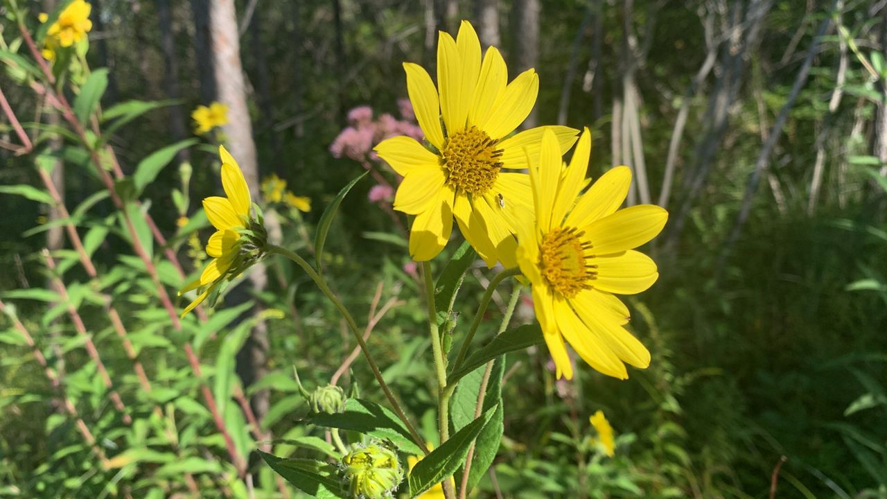 The importance of growing native plants in Ohio