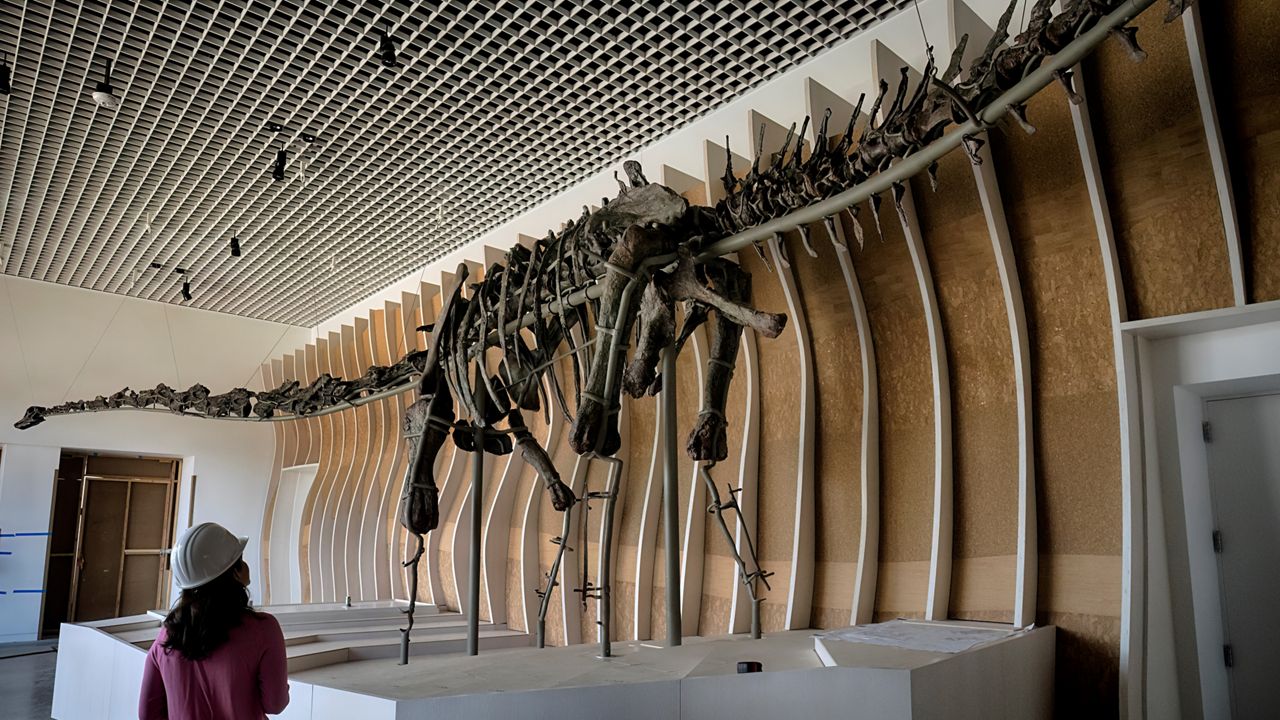 A local news reporter views a 150 million year old dinosaur skeleton on display at the Natural History Museum’s new welcome center currently under construction on July 2, 2024 in Los Angeles. (AP Photo/Richard Vogel)