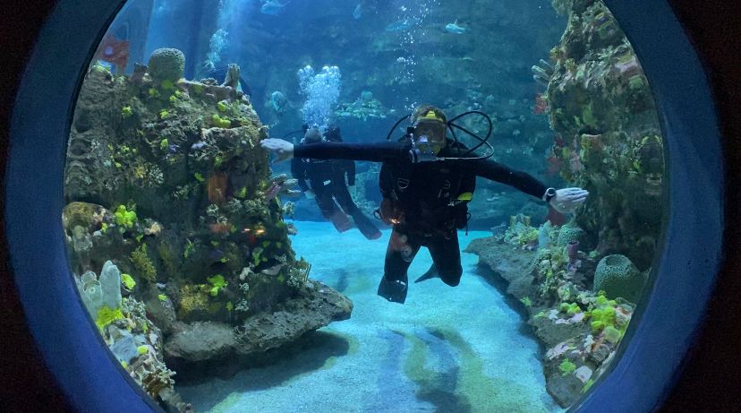 U.S. Navy divers visit Fort Fisher Aquarium