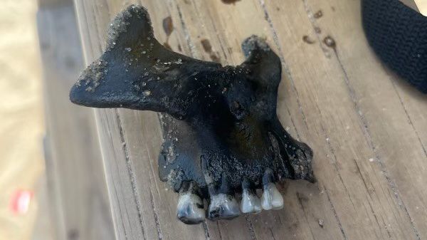 A child playing in the surf on North Carolina's Outer Banks found an "historic" jawbone, according to the Town of Duck. Police say the artifact will be sent to the state archeologist in Raleigh.