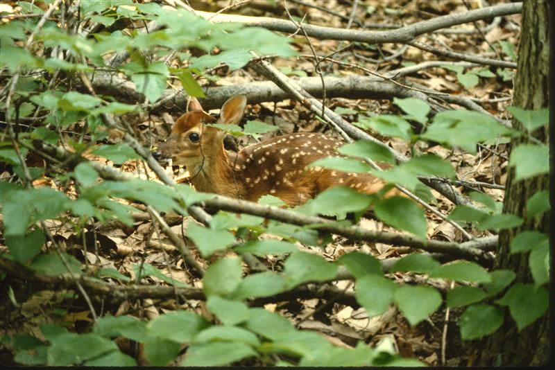 Find a Bear Den, Leave it Alone - N.C. Wildlife Resources Commission