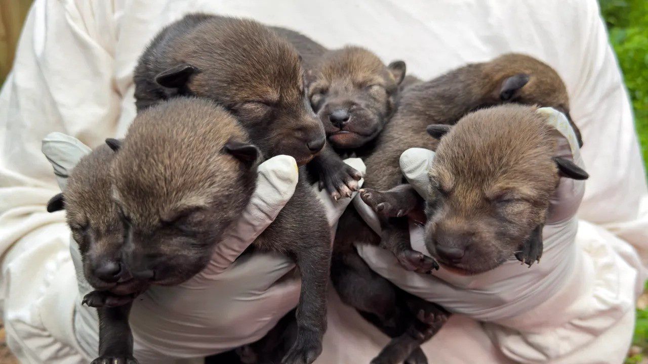 New litter of red wolf pups brings hope for most endangered wolf in the world