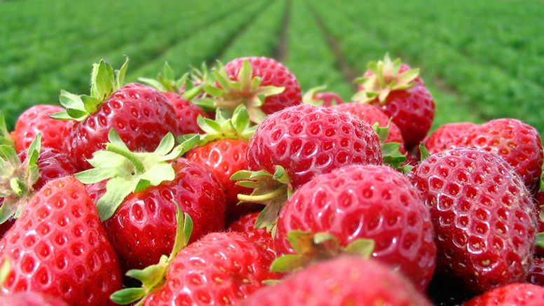 April brings the first chance for strawberry picking in North Carolina. (Photo courtesy Integrated Pest Management)