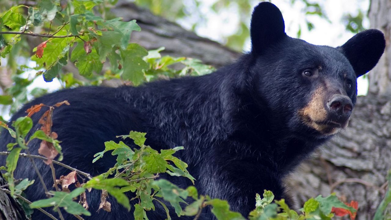 black bear