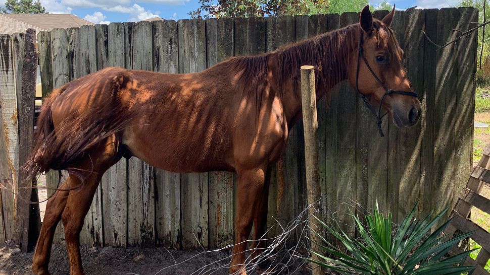 Man in Neglected Horses Case Faces Animal Cruelty Charge