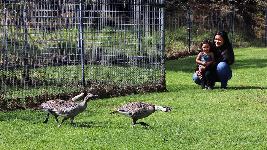Mother Lilinoe Kahalepauole-Bustamonte and daughter Piha unlatched the gate of the nene enclosure, welcoming the family of three into their new home, the Hilo Nene Sanctuary. (Photo courtesy of the Department of Land and Natural Resources)