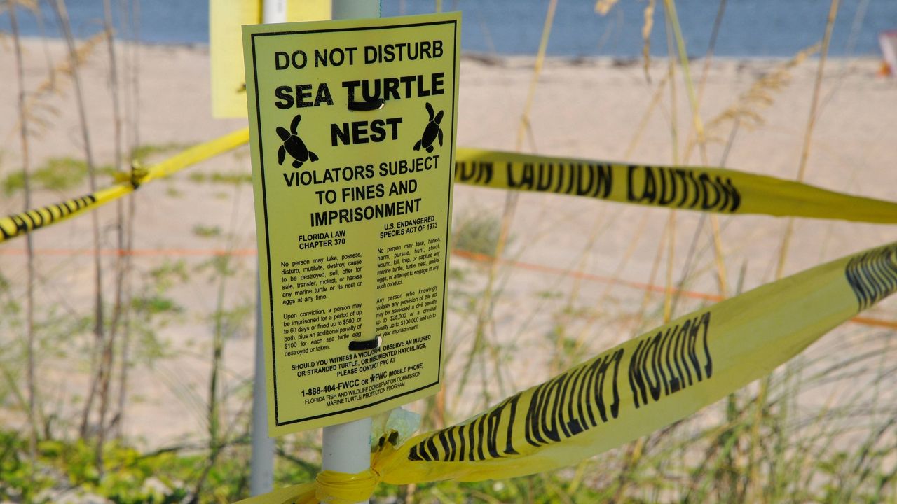 The Florida Fish and Wildlife Conservation Commission is reminding people of how they can help protect Florida’s wildlife while visiting Florida’s coastal habitats. (FWC)