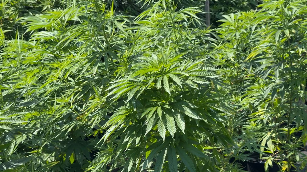 New York state expands cannabis sales to approved farmers markets