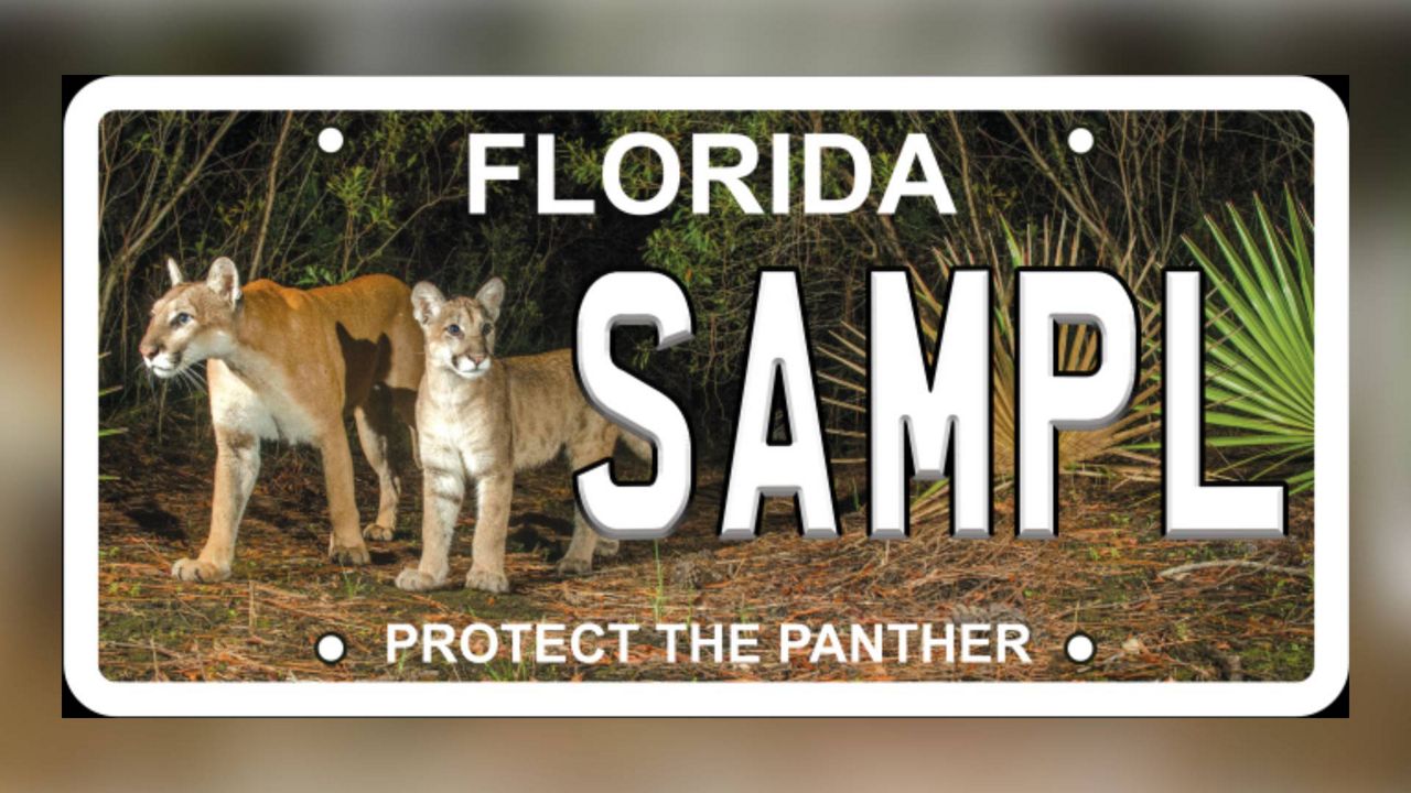 The new 'Protect the Panther' license plate by photographer Carlton Ward and the Florida Fish and Wildlife Conservation Commission (FWC) will feature an adult female Florida panther and her kitten. (Photo: FWC)