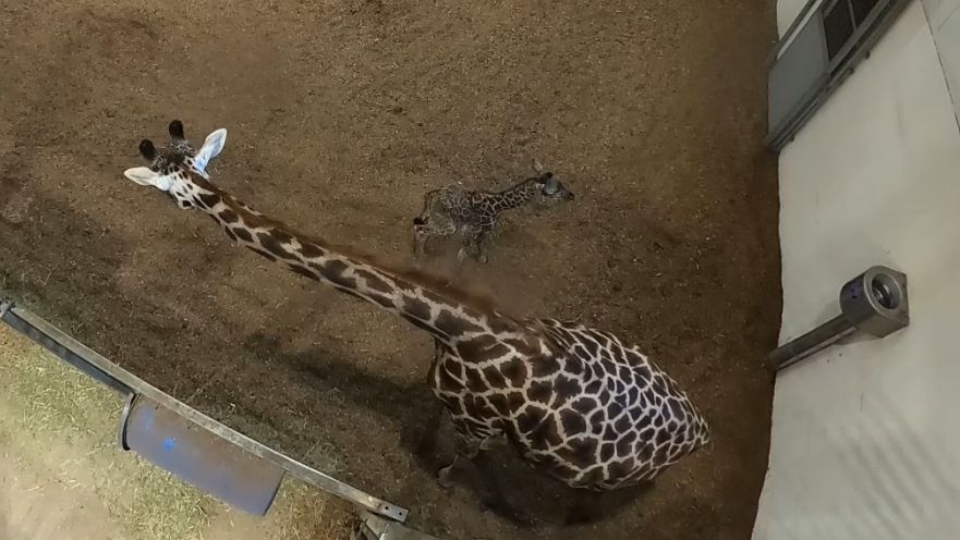 New baby giraffe