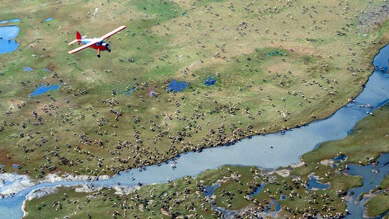 FILE: An airplane flies over caribou from the Porcupine Caribou Herd on the coastal plain of the Arctic National Wildlife Refuge in northeast Alaska. (U.S. Fish and Wildlife Service via AP)