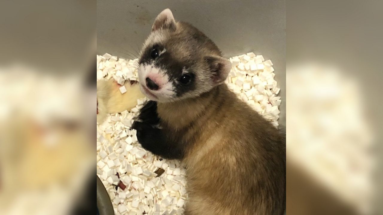 Elizabeth Ann, the first cloned black-footed ferret and first-ever cloned U.S. endangered species, at 50-days old on Jan. 29, 2021. (U.S. Fish and Wildlife Service via AP)