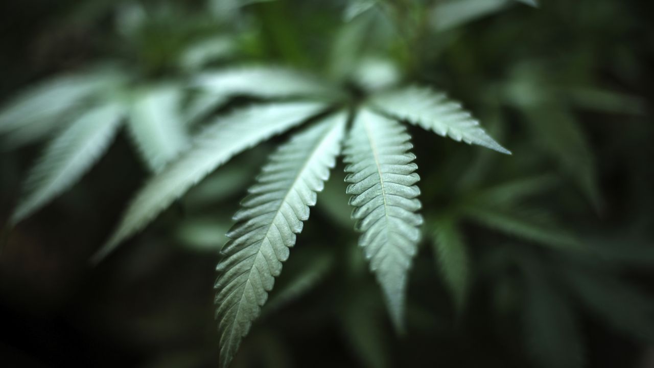FILE - In this Aug. 15, 2019, file photo, marijuana grows at an indoor cannabis farm in Gardena, Calif. (AP Photo/Richard Vogel, File)