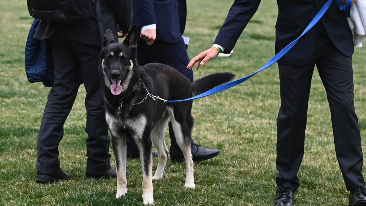 A handler walks Major, one of President Joe Biden and first lady Jill Biden's dogs, on the South Lawn of the White House in Washington, Wednesday, March 31, 2021. (Mandel Ngan/Pool via AP)