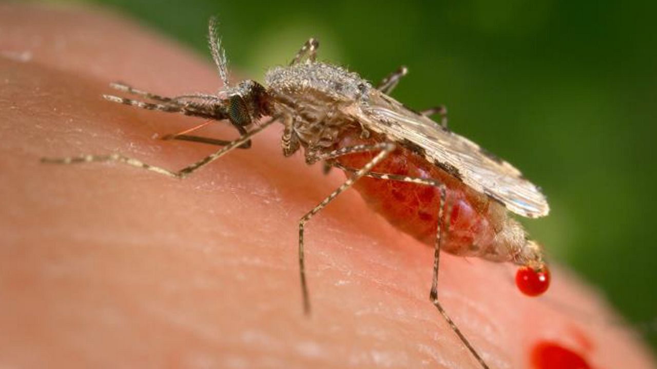 WHO approves first malaria vaccine
