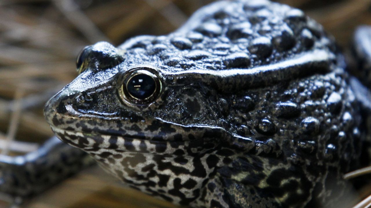 FILE - This Sept. 27, 2011, file photo, shows a gopher frog at the Audubon Zoo in New Orleans. (AP Photo/Gerald Herbert, File)