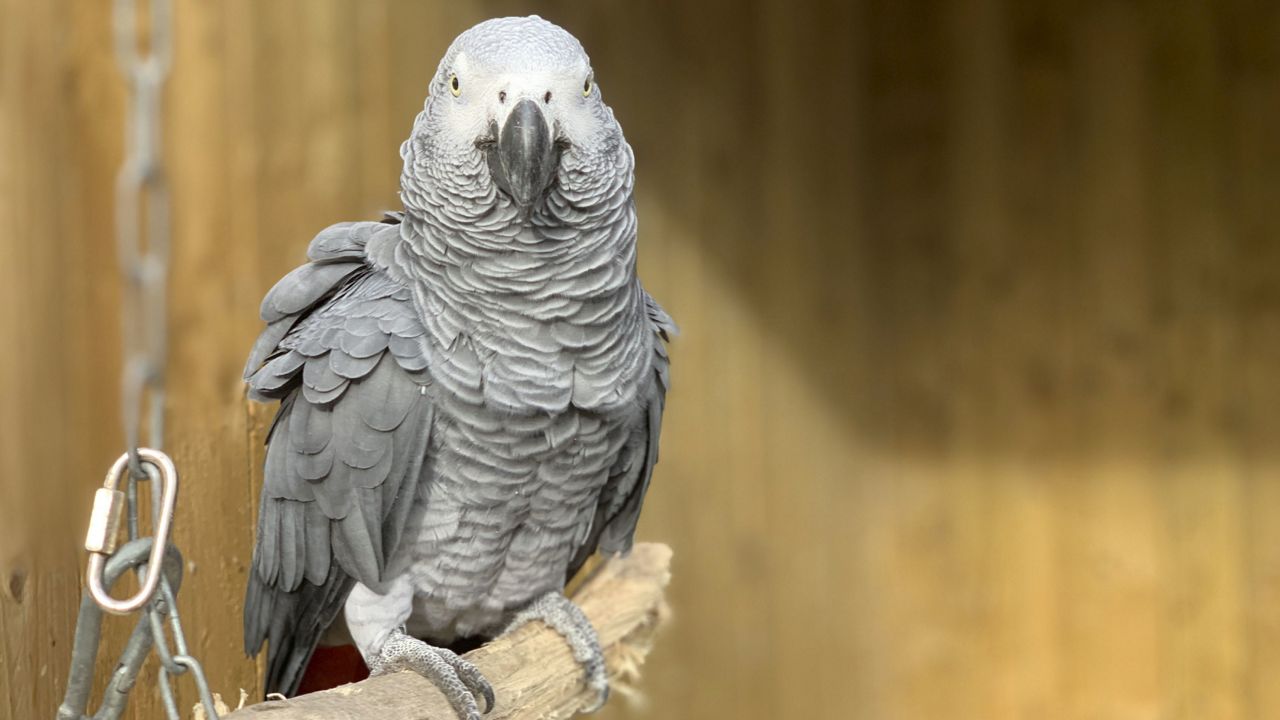 இங்கிலாந்தின் ஃபிரிஸ்க்னியில் உள்ள லிங்கன்ஷைர் வனவிலங்கு மையத்திலிருந்து ஐந்து கிளிகளில் ஒன்று படத்தில் உள்ளது, அவர்கள் சத்தியம் செய்ய ஒருவருக்கொருவர் ஊக்குவிப்பதாக கீப்பர்கள் கூறுவதால் பிரிக்கப்பட்டனர்.  (ஸ்டீவ் நிக்கோல்ஸ் / லிங்கன்ஷயர் வனவிலங்கு பூங்கா AP வழியாக)