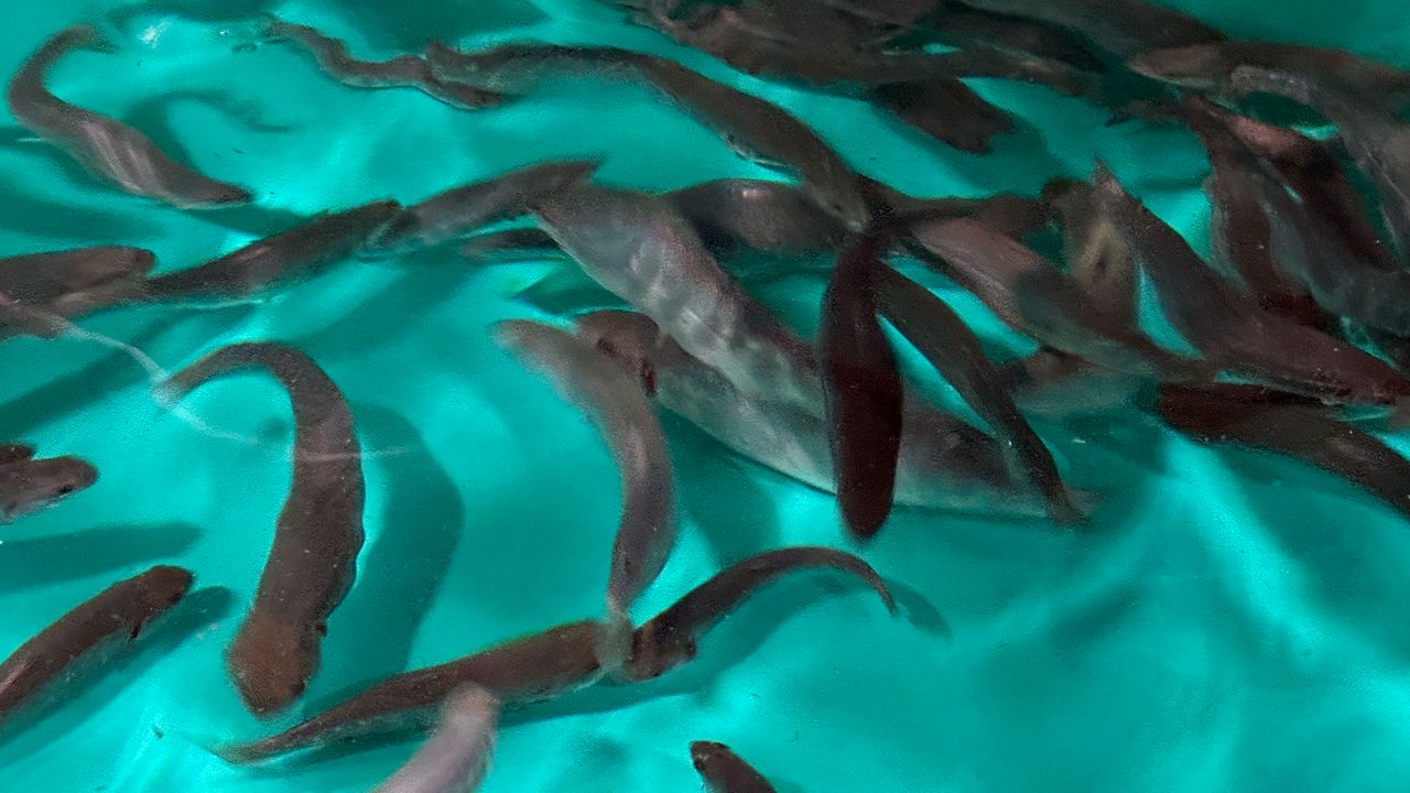 New York plans to conserve pond-dwelling brook trout in Adirondacks