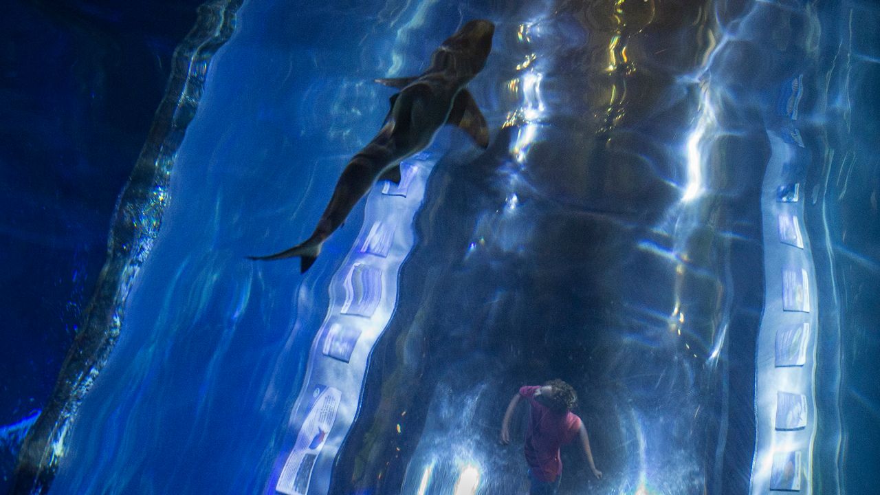 A young visitor peers up at a passing shark from a submerged viewing tunnel at the Newport Aquarium, Monday, May 4, 2015, in Newport, Ky. (AP Photo/John Minchillo)