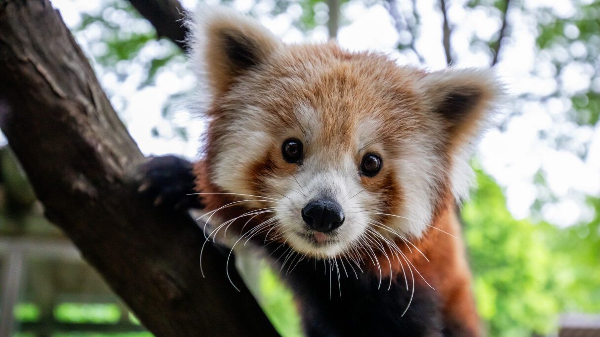 Buffalo Zoo welcomes new red panda named Himalaya