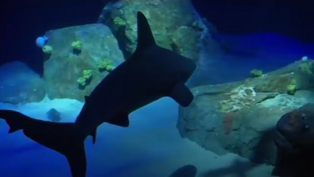 New York Aquarium shark exhibit opens
