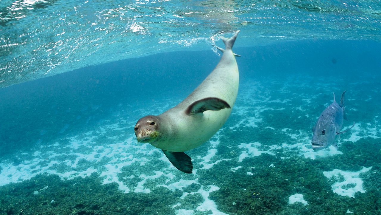 Hawaiian monk seal and a giant trevally at Kure Atoll. (Courtesy NOAA/James Watt)