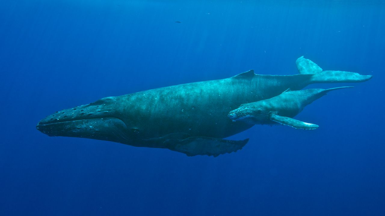 Whales and dolphins losing food, habitat, US study says
