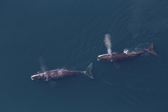 Right whales