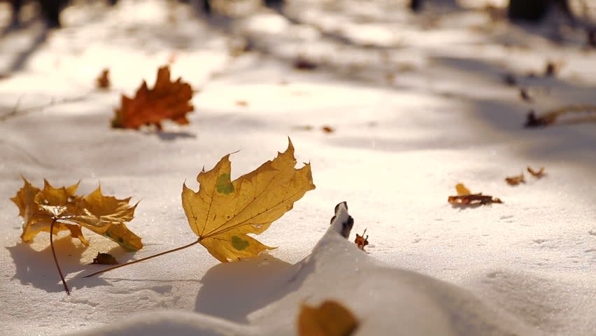 Snow in Fall