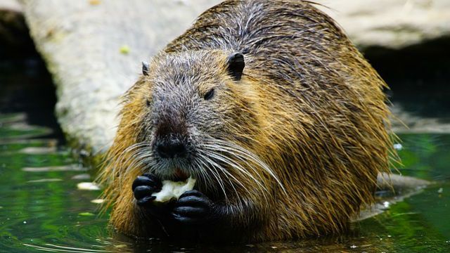 San Antonio River Authority Tackling Nutria Rat Infestation