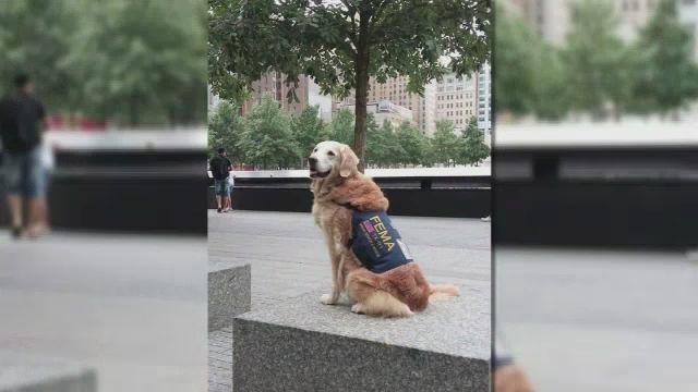 Last Known Surviving 9/11 Search-and-Rescue Dog Dies
