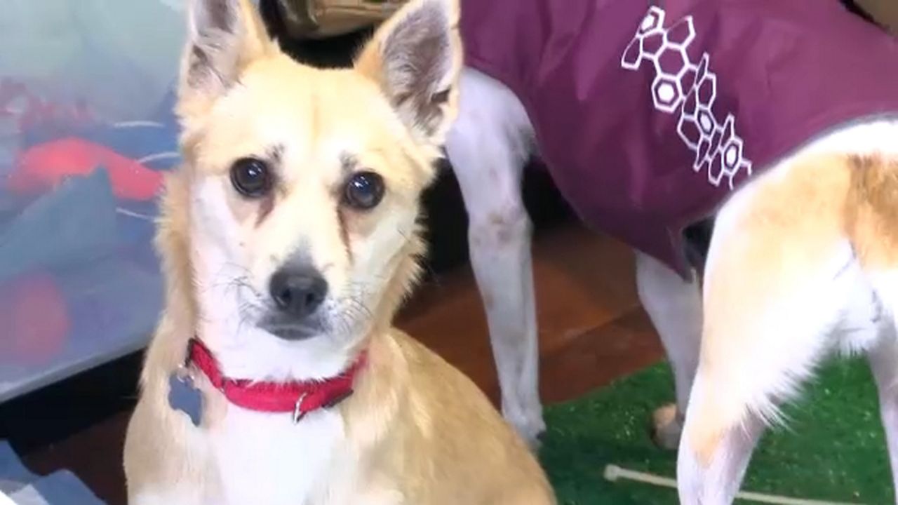 Sunnyside pet shop helps find dogs from Korea forever homes